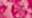Fuchsia Fuchsia