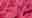 Fuchsia Fuchsia