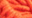 Coral Coral