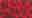 Red Leopard Red Leopard